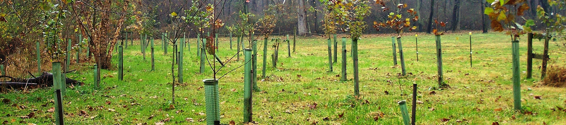 Liberty Reservoir Tree Plantings
