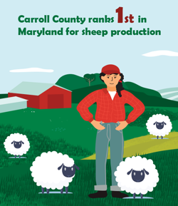 #1 in Maryland for sheep production