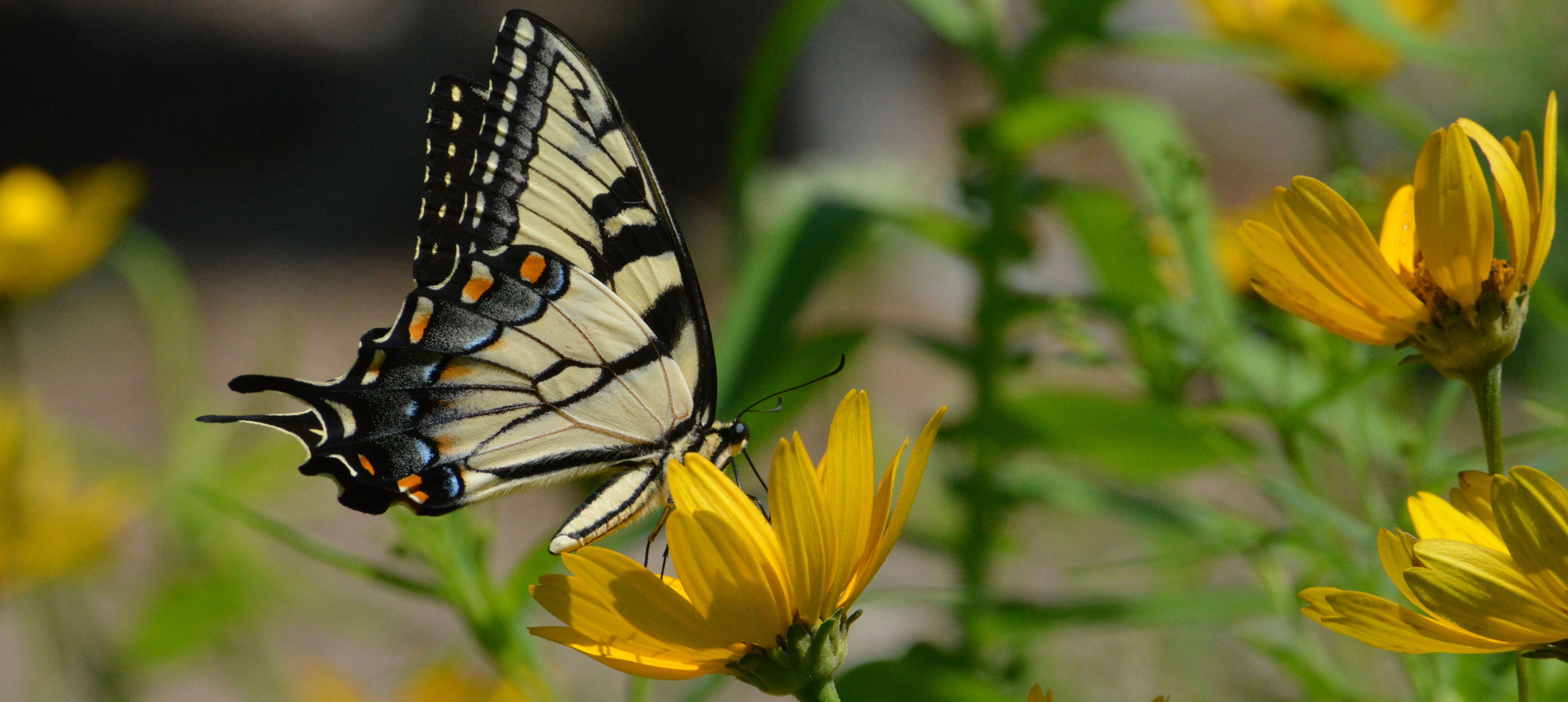 Hashawha Environmental Center &  Bear Branch Nature Center