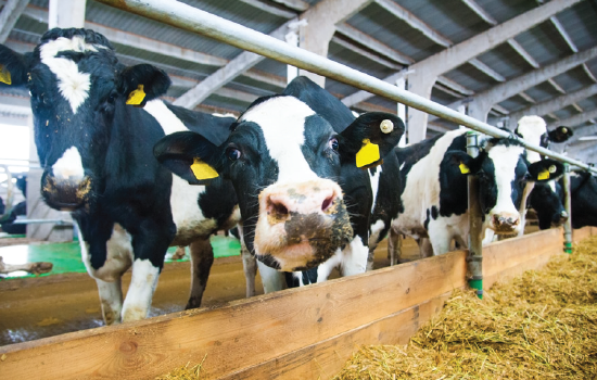 Carroll County Critical Farms Program