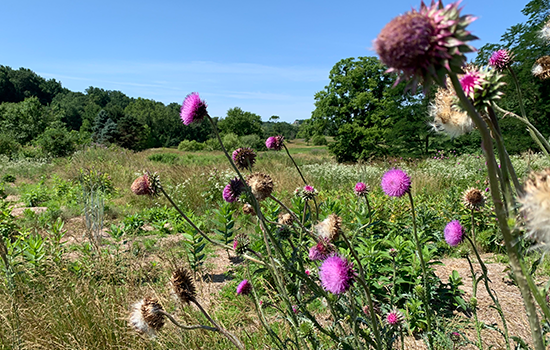 Municipal Program Open Space Projects Approved