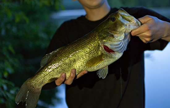 Fishing at Piney Run Park