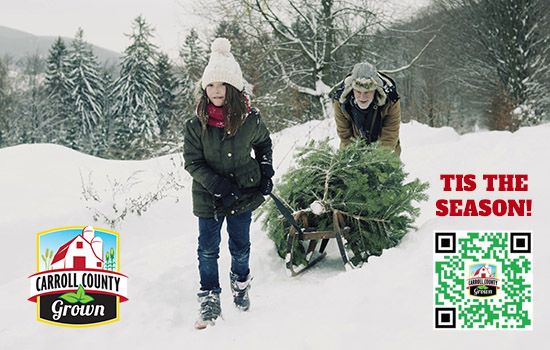 ‘Tis the Season! County Christmas Trees and Holiday Greens Information Now Available!