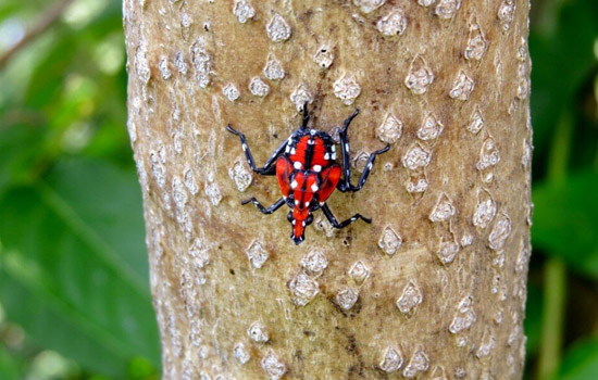 Spotted Lanternflies Seen in Carroll County
